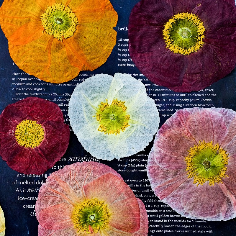 Resin Art Workshop - 1pcs,Nature Field Poppy Pressed Dry Flowers