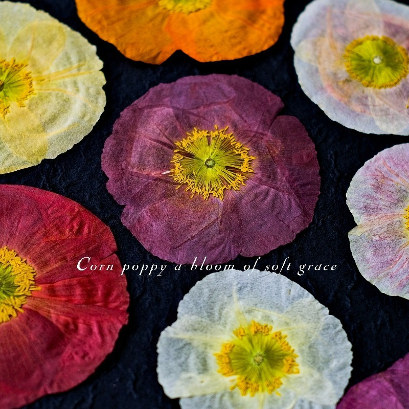 1pcs,Nature Field Poppy Presse - Resin Art Workshop ulasan dan harga