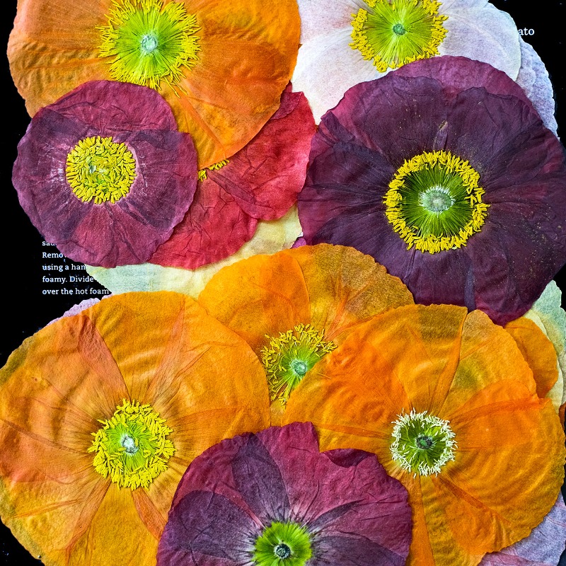 1pcs,Nature Field Poppy Presse - Resin Art Workshop ulasan dan harga